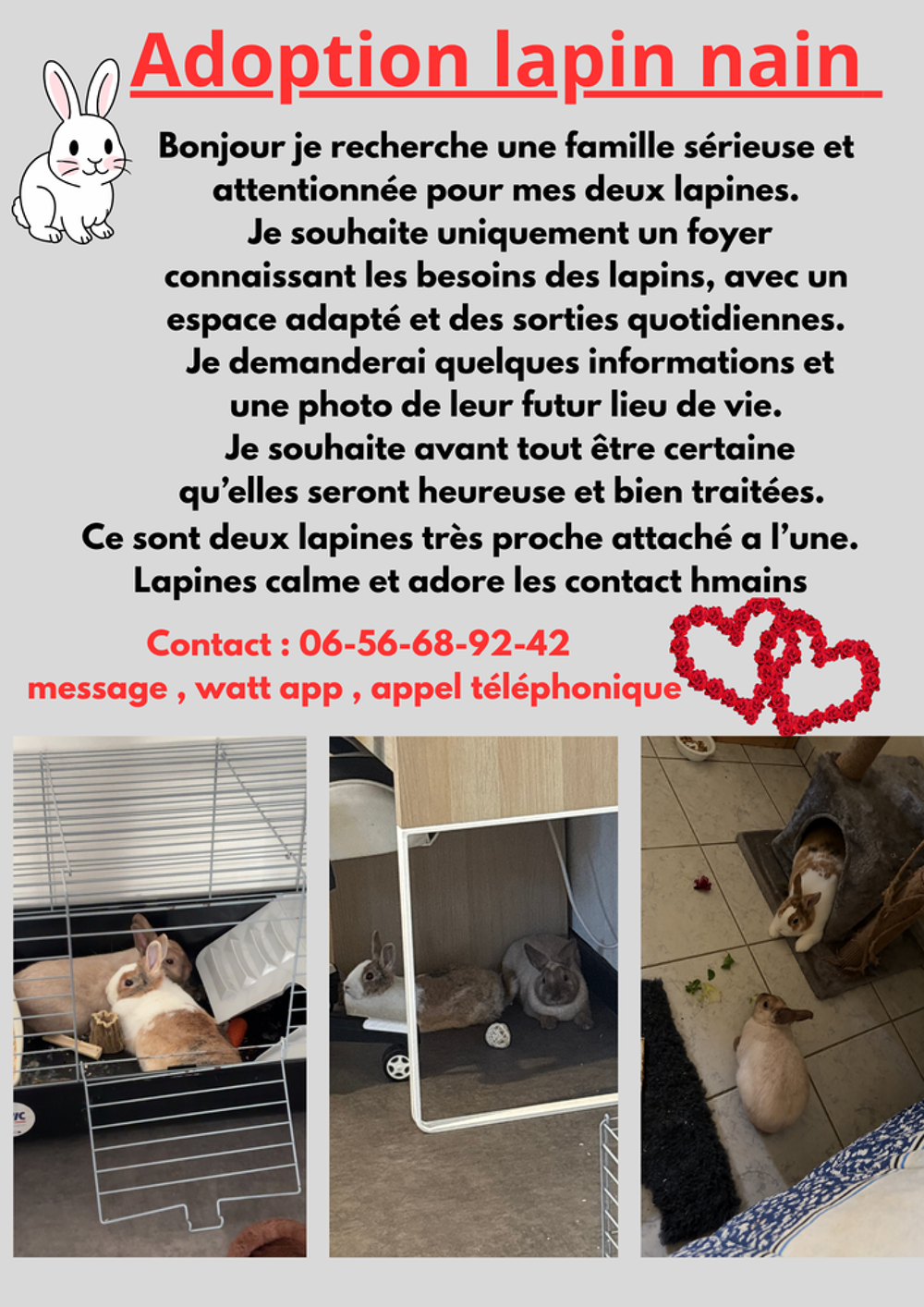   Deux lapin nain femelle  
