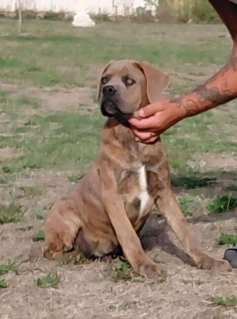 CANE CORSO LOF 1250 72250 Parigné-l'Évêque