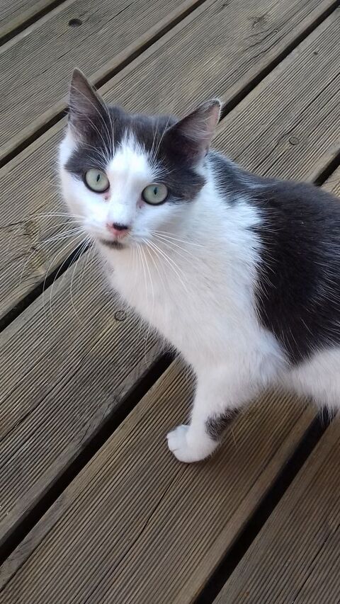 Chatte grise et blanche DISPARUE - 27100 LE VAUDREUIL  0 27100 Le vaudreuil