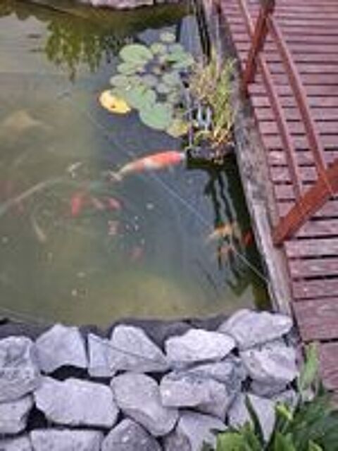    Carpes Koi 

