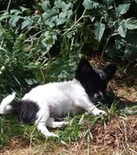   Disponible chihuahua non lof poils longs 