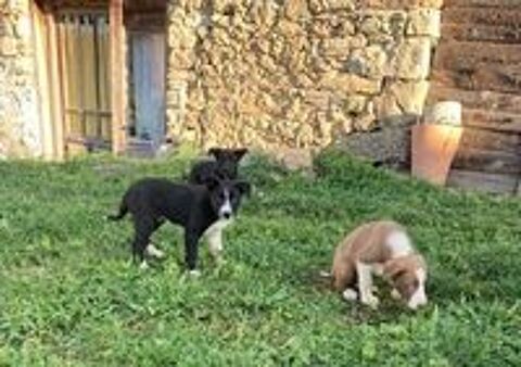   BORDER COLLIE LOF TROUPEAU 
