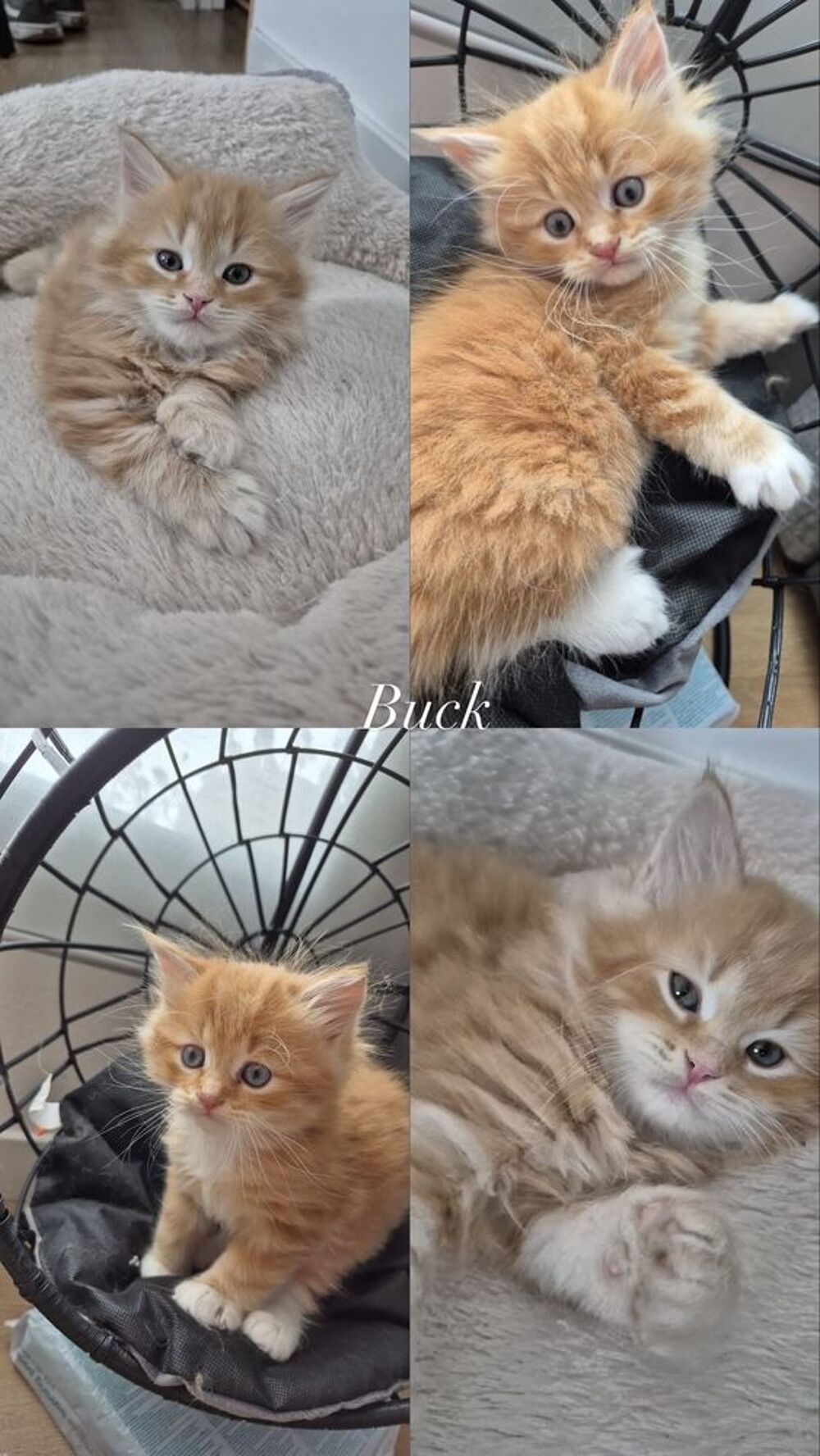   Chaton mâle sibérien LOOF hypoall1500ergénique 