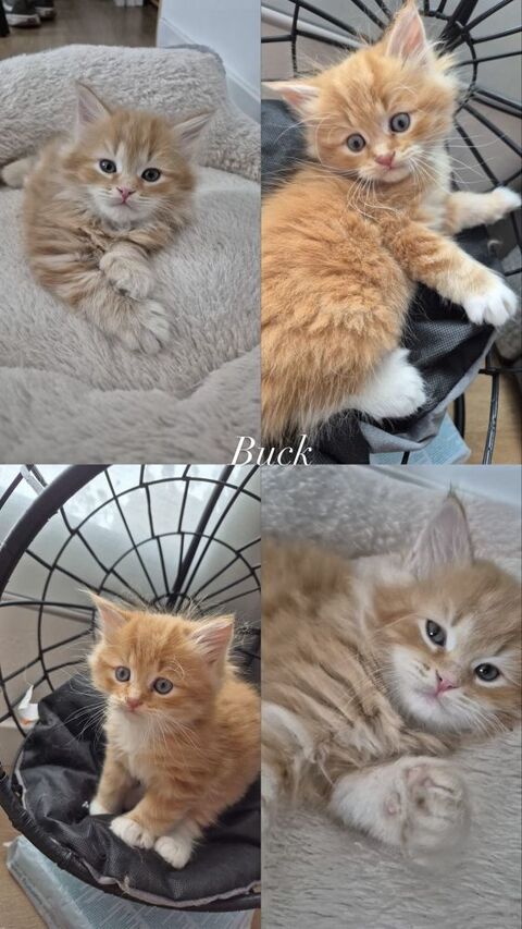 Chaton m&acirc;le sib&eacute;rien LOOF hypoall1500erg&eacute;nique 1500 59000 Lille