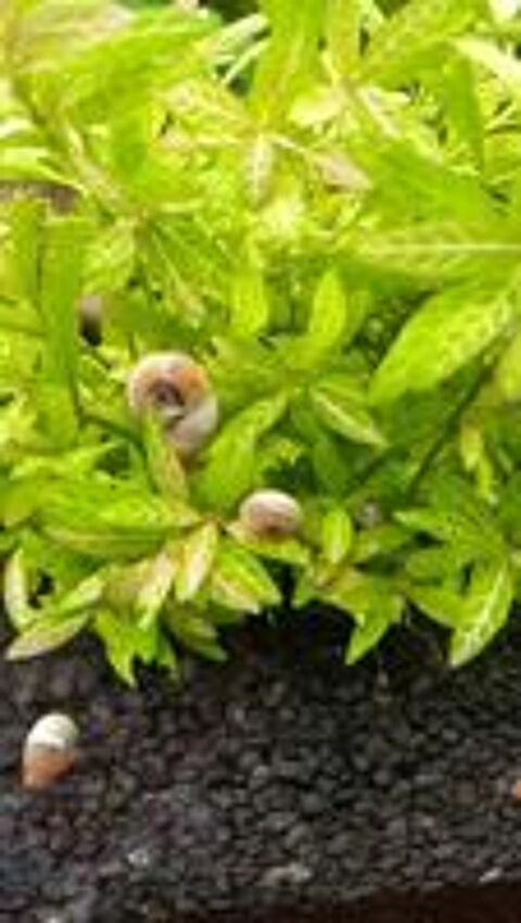   Lots de 8 brins de plantes Hygrophila polysperma rosaenervig 