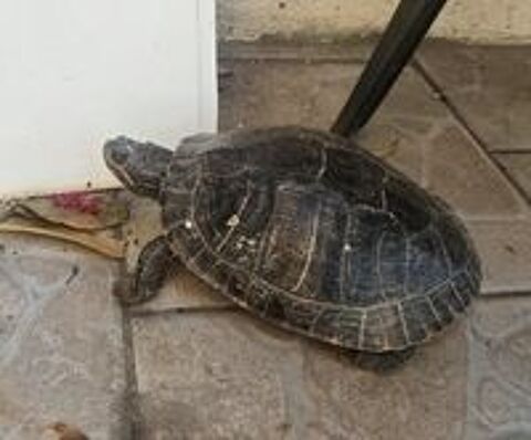   Tortue floride  