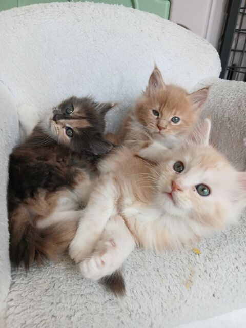 2 chatons m&acirc;les Maine Coon 1100 50000 Saint-l�
