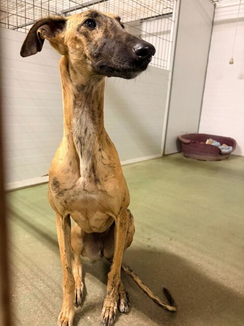 STEFFANY&#129655; une  superbe   galga qui court après l'amour ! 315 24140 Douville