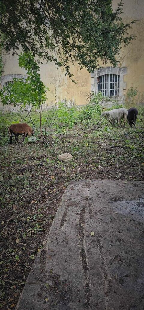 2 moutons + bélier camerounais 500 17800 Brives-sur-charente