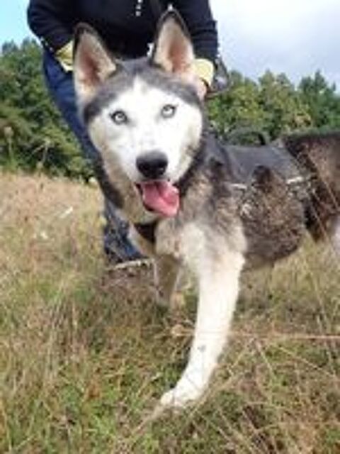   Kira2, typée husky, à l'adoption 