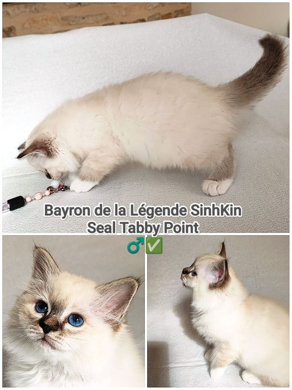   Mâle Birman Seal Tabby  