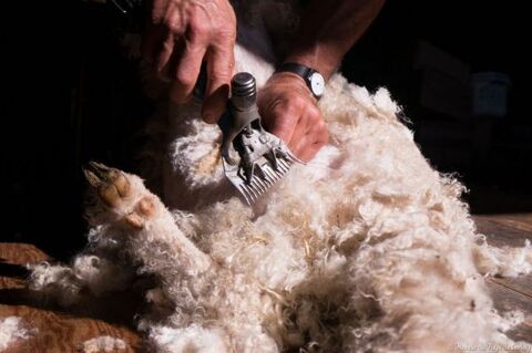 Toison brute de chvre angora et toison d'alpaga 15600 Maurs
