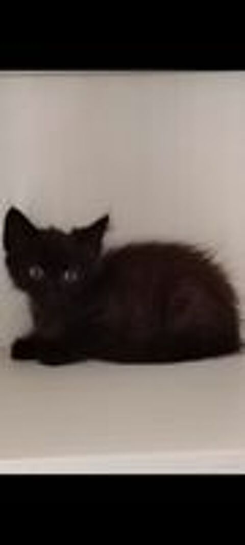   chaton angora  