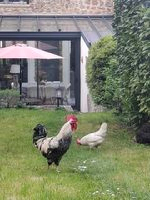   poussins 