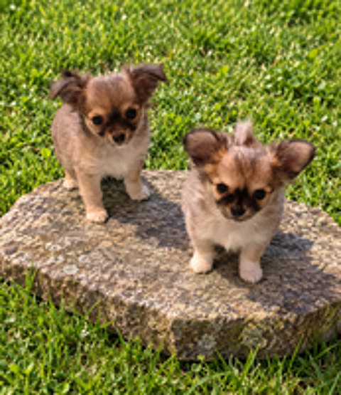   Disponible chiots chihuahua 