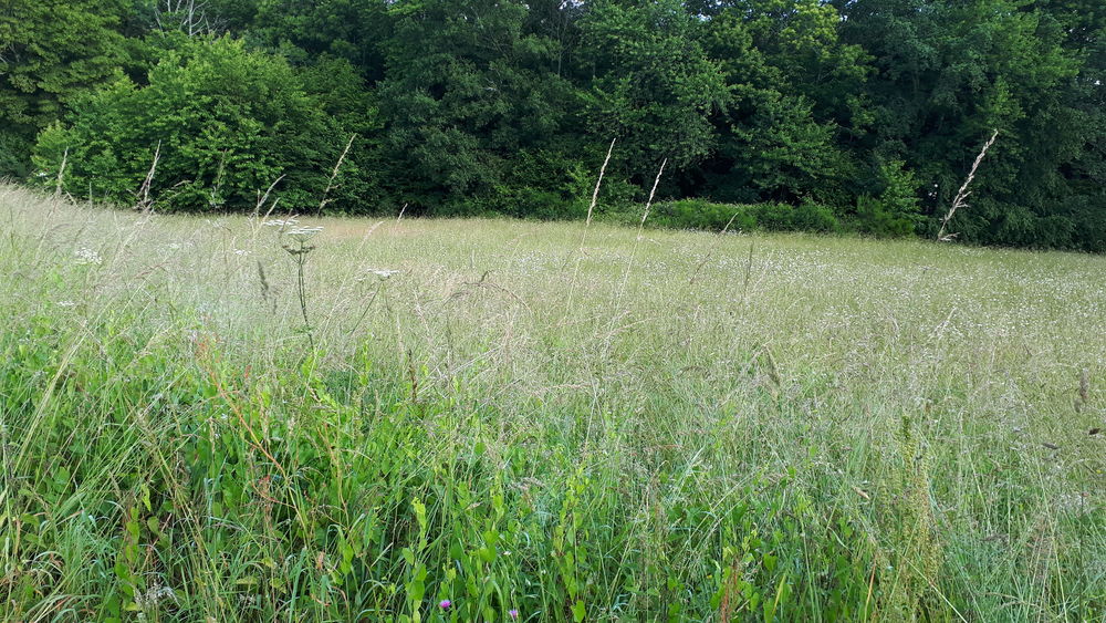Vente Terrain Terrain constructible (4 000m²) avec CU - Nantiat - Limousin Nantiat