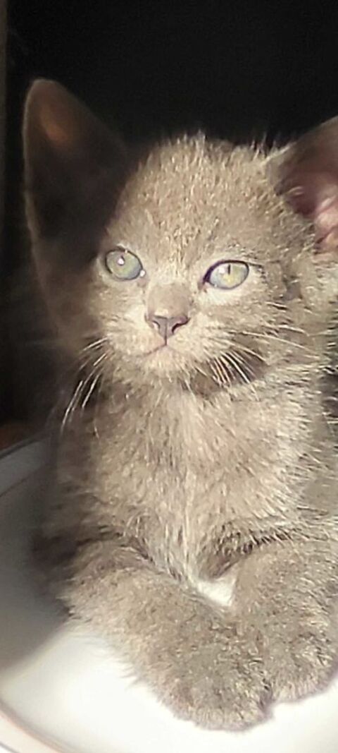 Merveilleux chatons bleu russe 300 92320 Chtillon