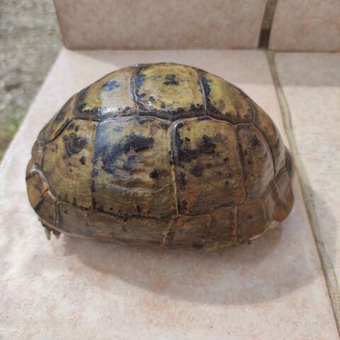 Tortue de terre 350 30320 Saint-gervasy