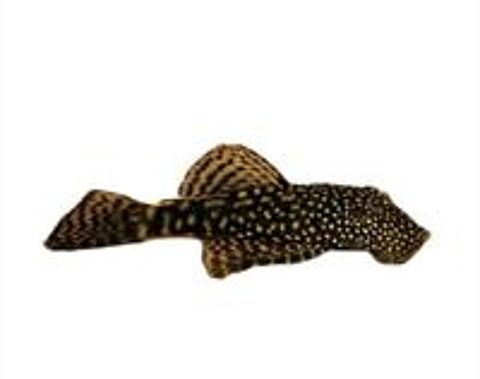   Ancistrus et guppy 