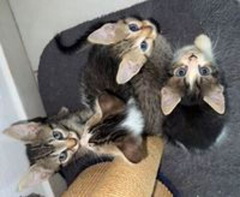   Je cherche à faire adopter mes chatons par une association  