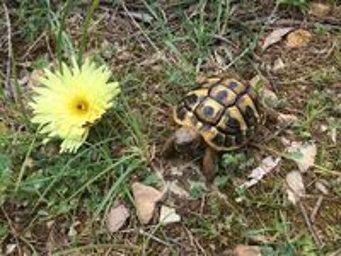 Bb tortues terres 06190 Roquebrune-cap-martin