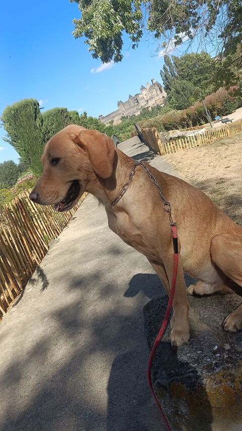 Donne chien 0 11000 Carcassonne