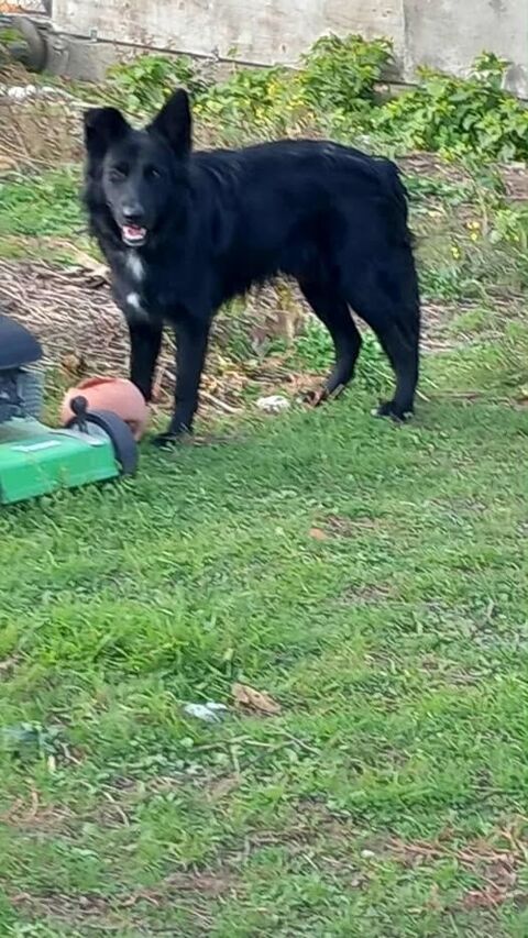 Chien ANOUK à l adoption 210 84500 Bollne