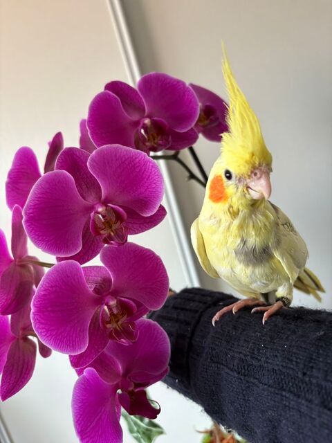 Calopsitte apprivoisée 95 31270 Cugnaux