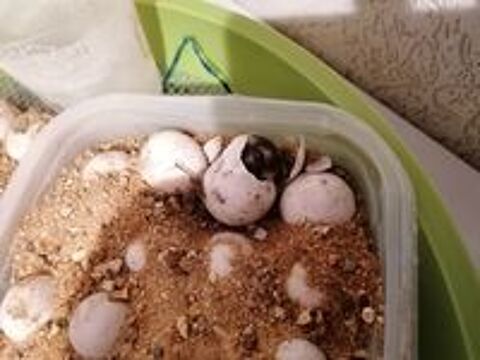   Tortues terrestres 