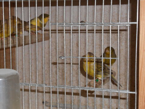 Canaris ann&eacute;e 2025 20 79170 P�rign�