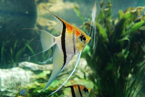 Poisson scalaire pour aquarium 5 35136 Saint-jacques-de-la-lande