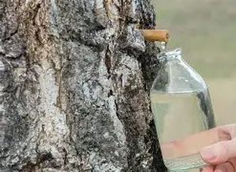 S�ve de bouleau fra�che ..4 � le litre  4 Dachstein (67)