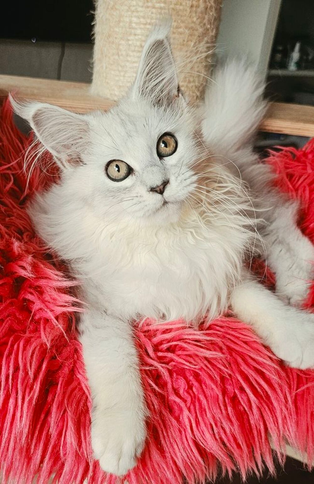   Magnifiques chatons Maine Coon loof, LIVRAISON 