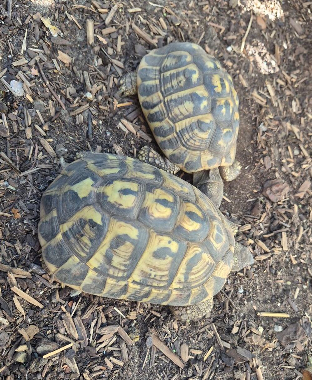   Couple de tortues adultes reproducteur: male + femelle  