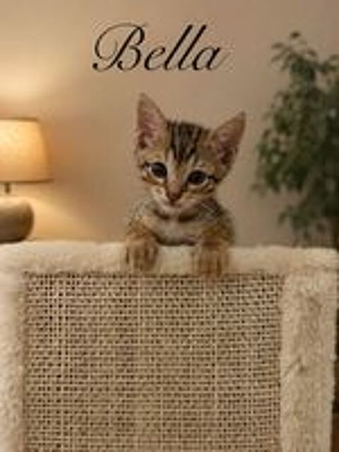   Chatons Savannah F6 