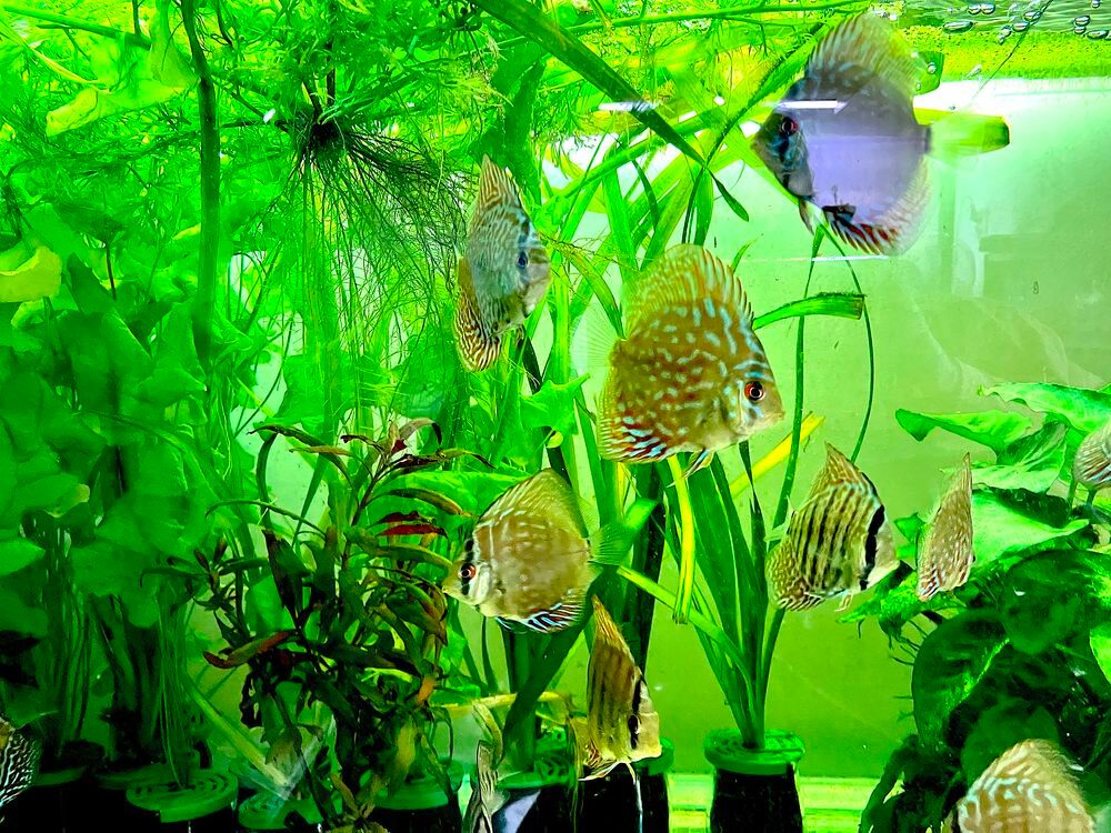   Discus royal bleu 