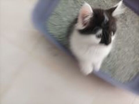   chatons 