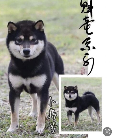Mame Shiba roux  Lignée japonaise, mini gabarit  Livraison partout en France &#129418; 3490 66450 Pollestres