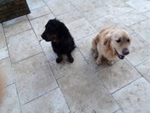   garder votre chien ou votre chat 
