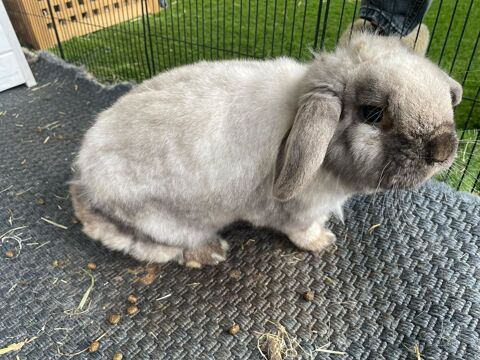 Lapin 500 92400 Courbevoie