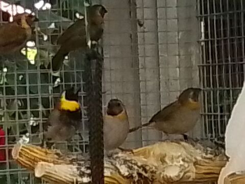 Petits chanteur de Cuba. 40 45760 Vennecy