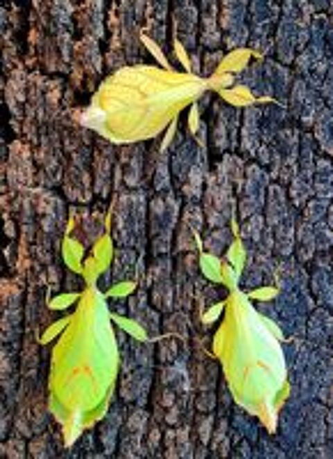   oeufs phasmes feuilles Phyllium 