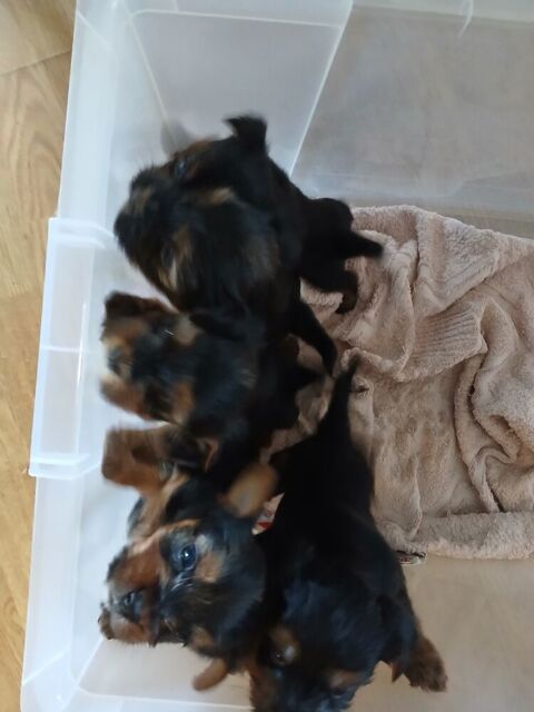 5 petits loulous yorkshires disponibles  . 850 29000 Quimper