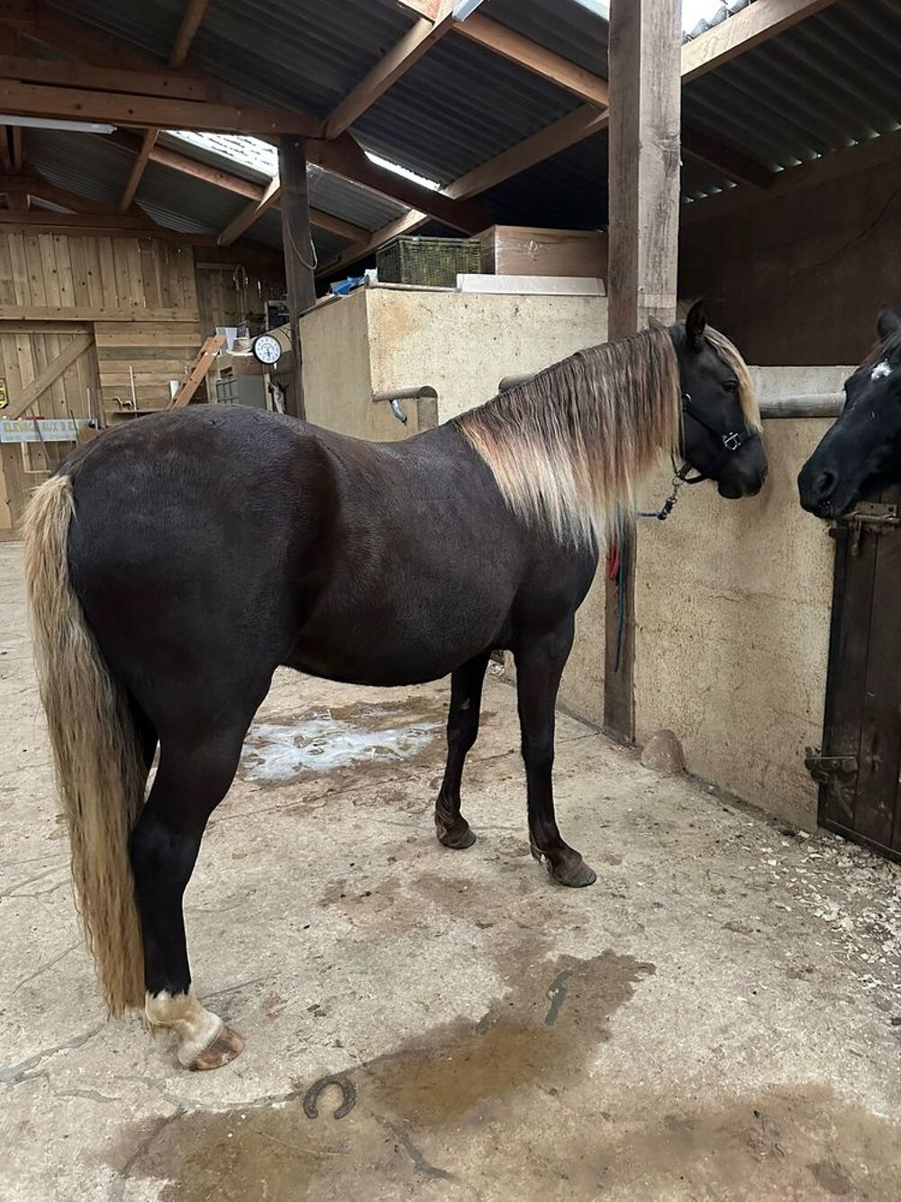   poulain  3/4 rocky mountain horse 