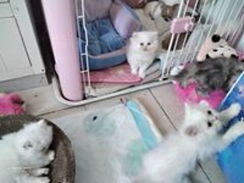   CHATONS   PERSAN 