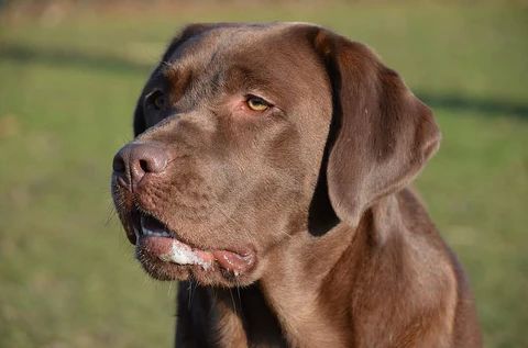 raska super chien 0 37140 Bourgueil