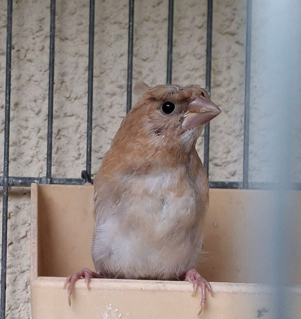   Moineau du japon  
