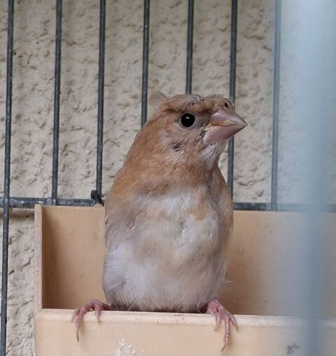 Moineau du japon 10 35360 Médréac