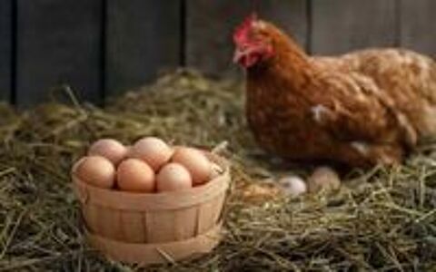   Oeufs frais du jour - Boîte de 12 (Écuelles 77) 