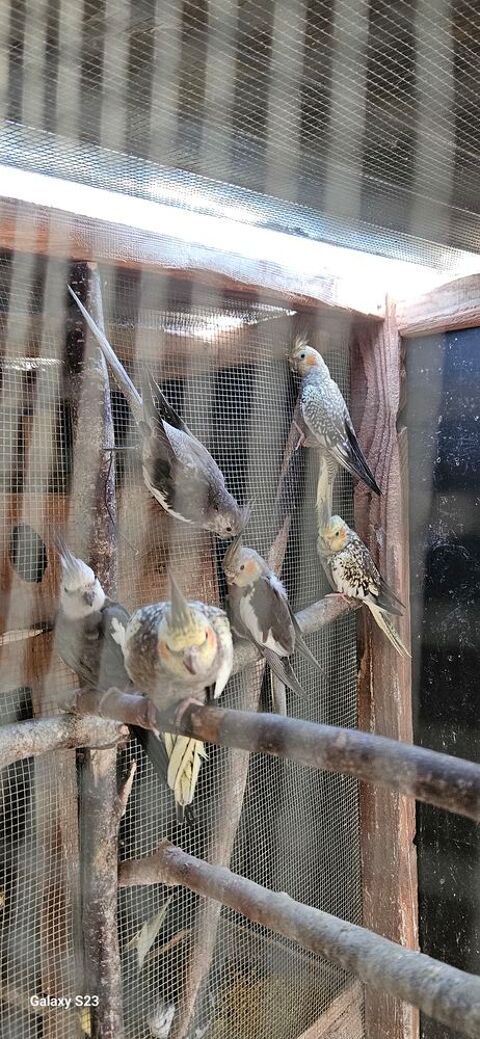 Perruches calopsites 30 60390 Auneuil